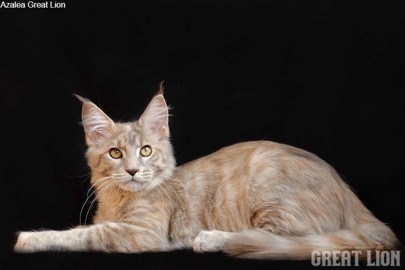 Azalea Great Lion - Kitten maine-coon 3 months 3 weeks