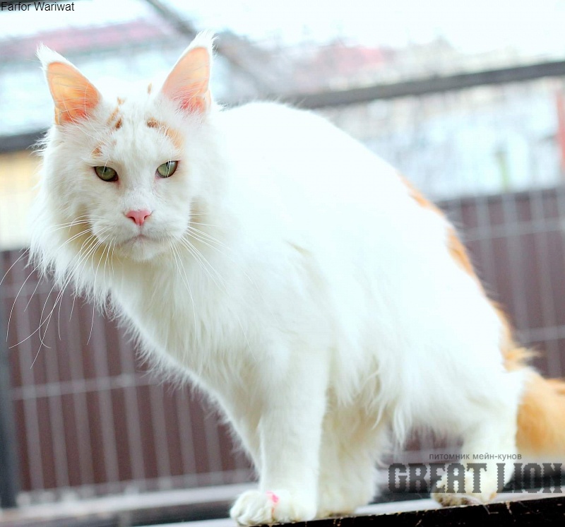 Farfor Wariwat - maine-coon