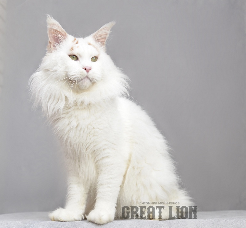 Farfor Wariwat - Adult maine-coon 2 years 9 months 3 weeks