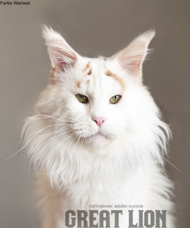 Farfor Wariwat - maine-coon