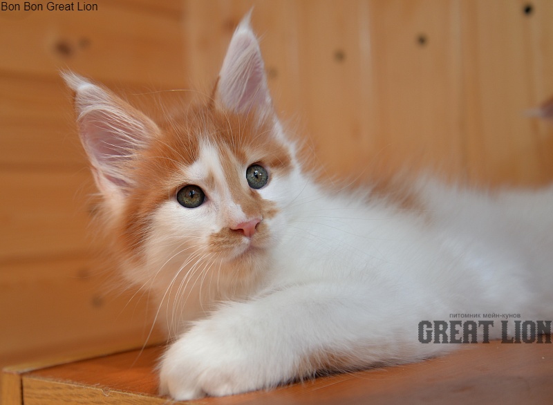 Bon Bon Great Lion - Kitten maine-coon 1 month 2.5 weeks