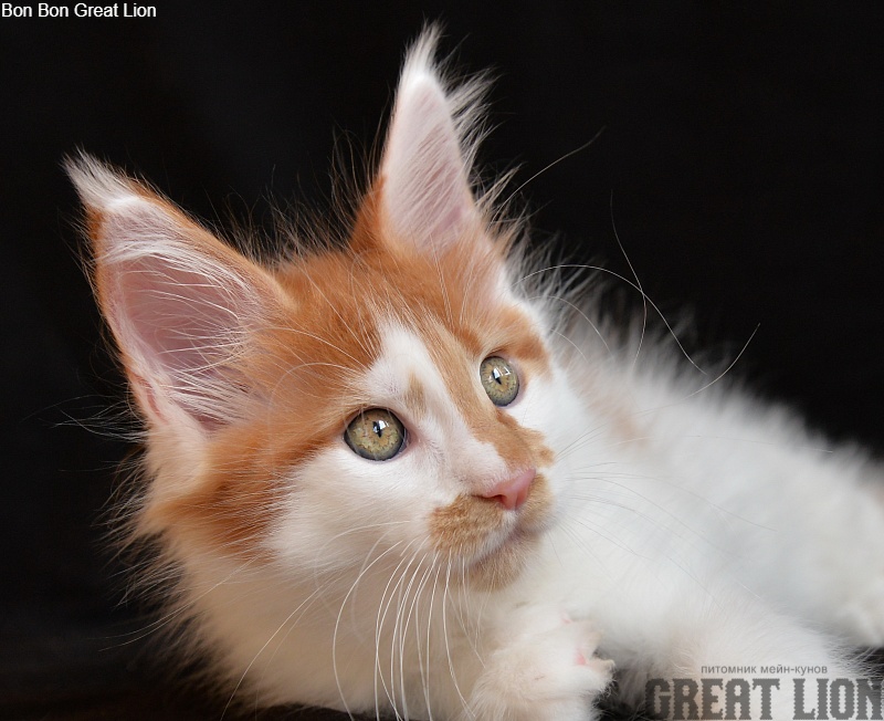 Bon Bon Great Lion - Kitten maine-coon 1 month 3.5 weeks