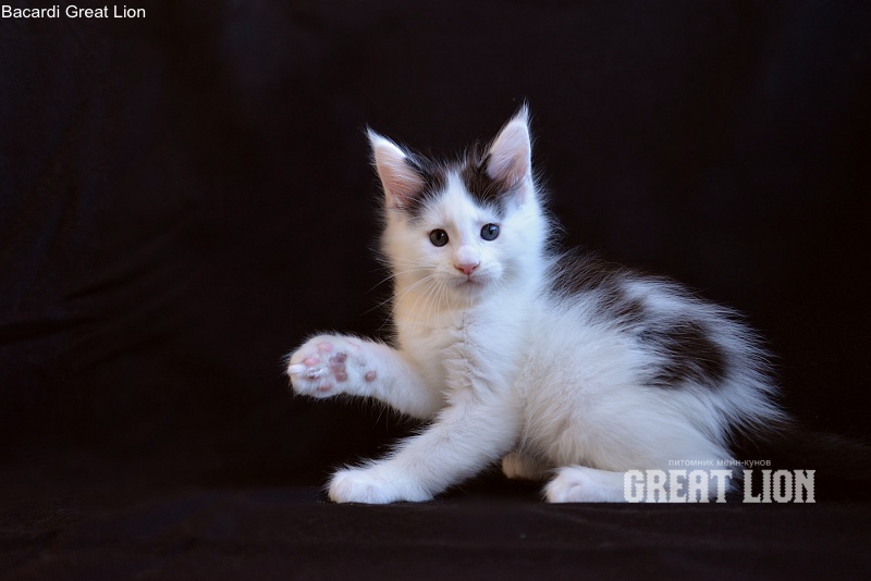 Bacardi Great Lion - Kitten maine-coon 1 month 1.5 week