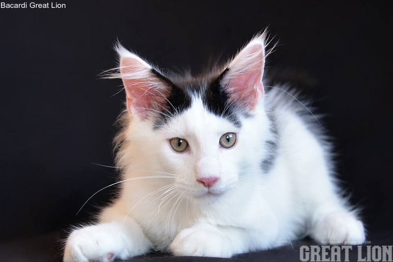 Bacardi Great Lion - Kitten maine-coon 3 months 0.5 weeks