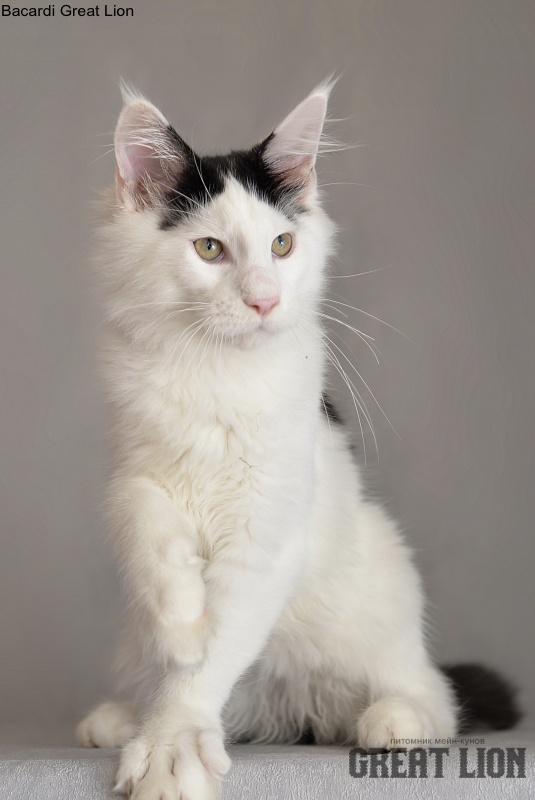 Bacardi Great Lion - Kitten maine-coon 4 months 2 weeks