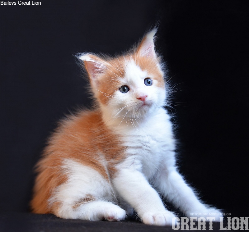 Baileys Great Lion - Kitten maine-coon 1 month