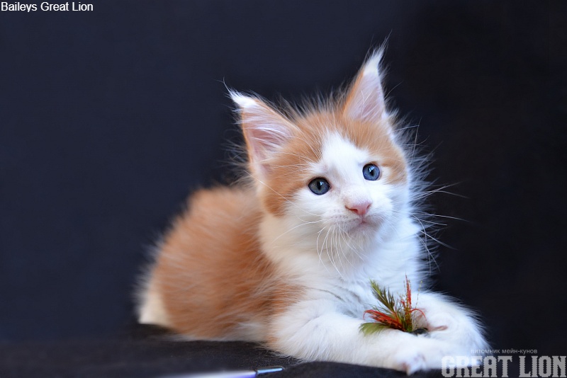 Baileys Great Lion - Kitten maine-coon 1 month 1.5 week