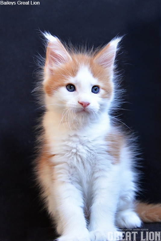 Baileys Great Lion - Kitten maine-coon 1 month 1.5 week