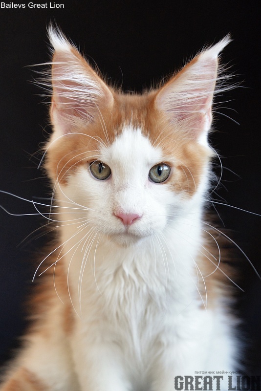 Baileys Great Lion - Kitten maine-coon 3 months 0.5 weeks