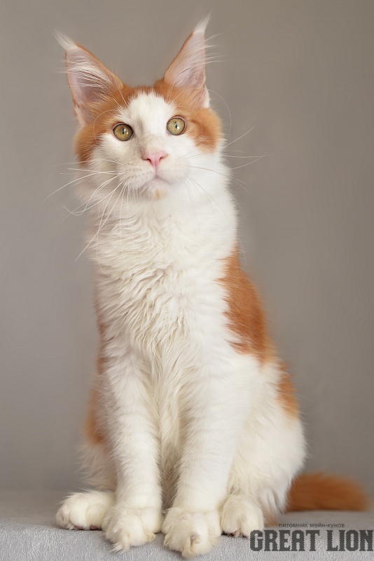 Baileys Great Lion - Kitten maine-coon 4 months 2 weeks