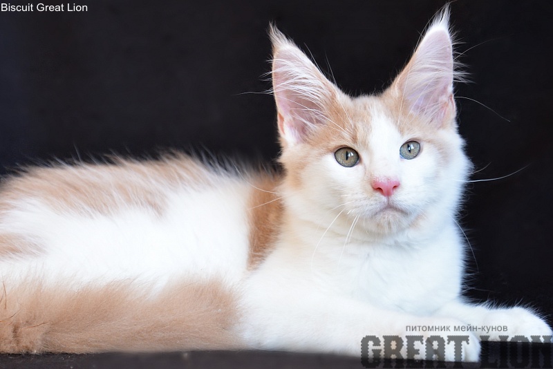 Biscuit Great Lion - Kitten maine-coon 3 months 0.5 weeks