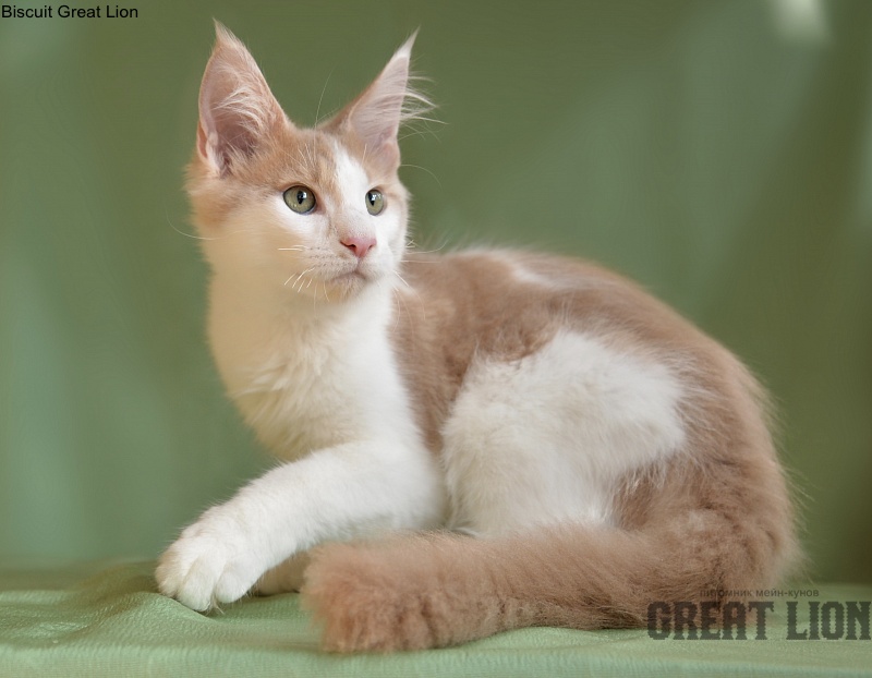 Biscuit Great Lion - Kitten maine-coon 3 months 2 weeks