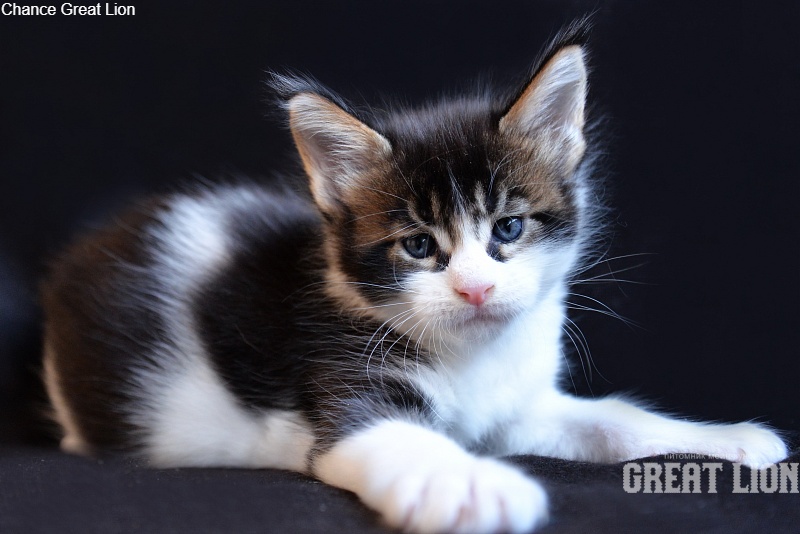 Chance Great Lion - Kitten maine-coon 3.5 weeks