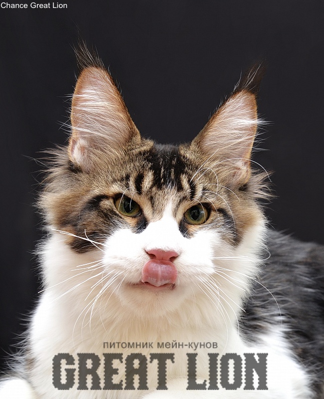 Chance Great Lion - Kitten maine-coon 5 months 3 weeks