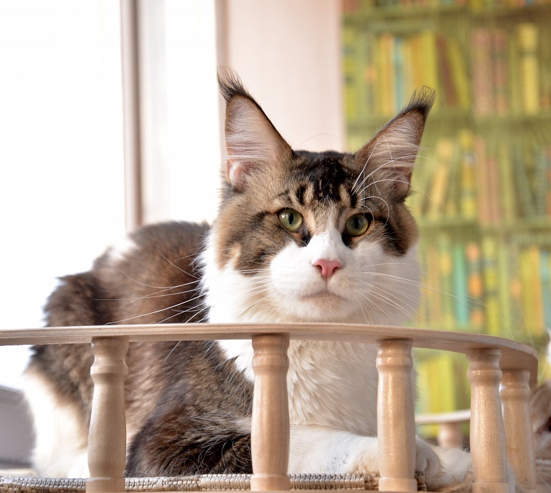 Chance Great Lion - Adult maine-coon 1 year 6.5 months