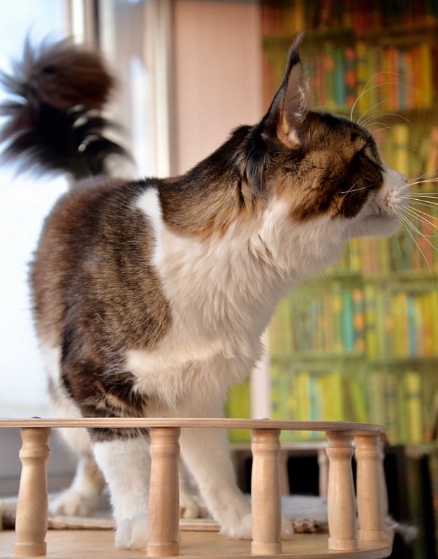 Chance Great Lion - Adult maine-coon 1 year 7 months 1.5 week