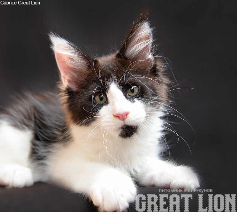 Caprice Great Lion - Kitten maine-coon 1 month 4 weeks