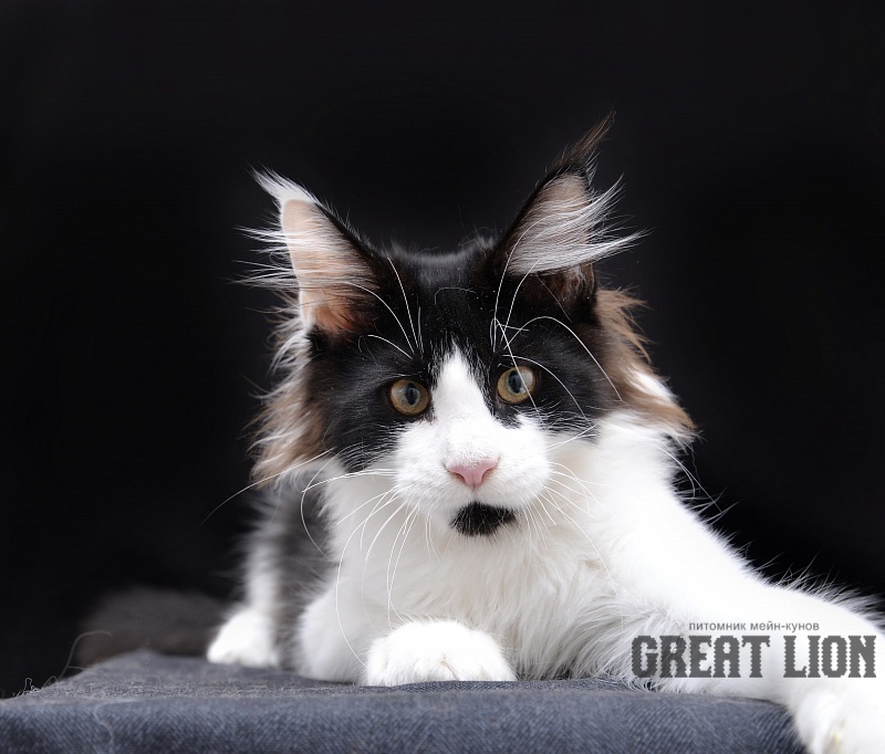 Caprice Great Lion - Kitten maine-coon 3 months 3.5 weeks