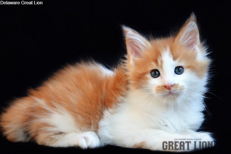 Delaware Great Lion - Котенок мейн-кун 1 месяц 1,5 неделя