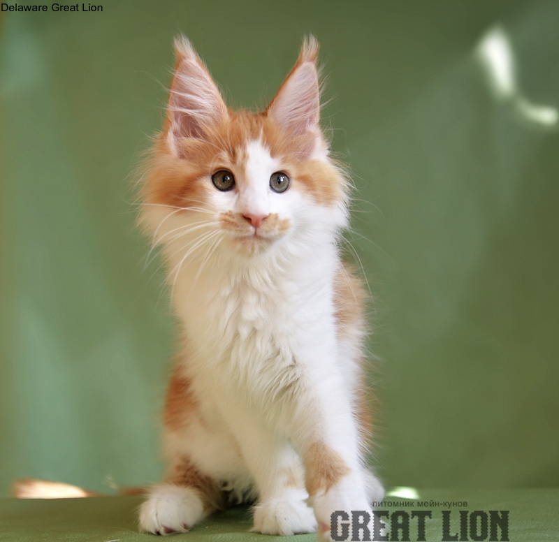 Delaware Great Lion - Котенок мейн-кун 2 месяца 1,5 неделя