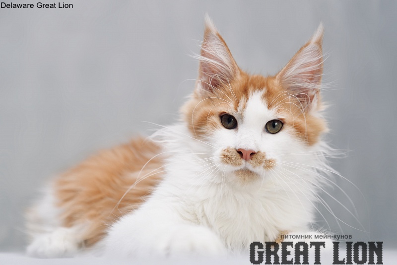 Delaware Great Lion - Котенок мейн-кун 3 месяца 2,5 недели