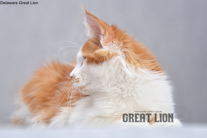 Delaware Great Lion - Котенок мейн-кун 3 месяца 2,5 недели