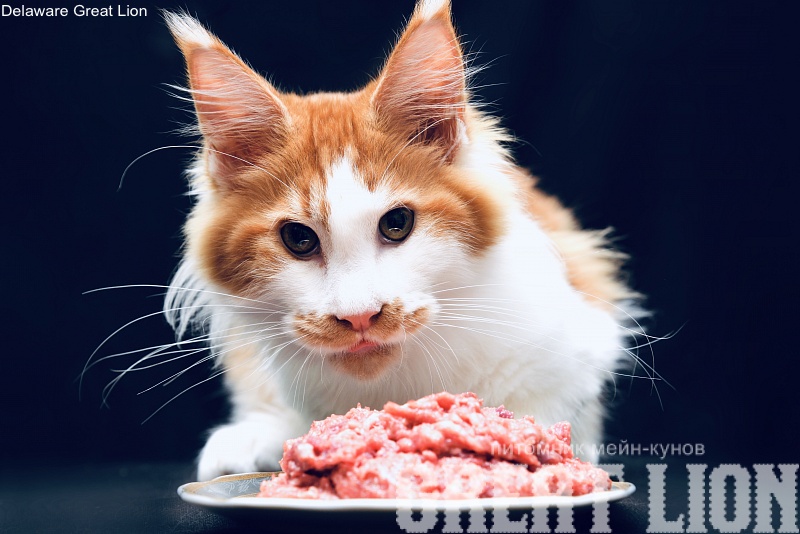 Delaware Great Lion - Котенок мейн-кун 4 месяца 3 недели