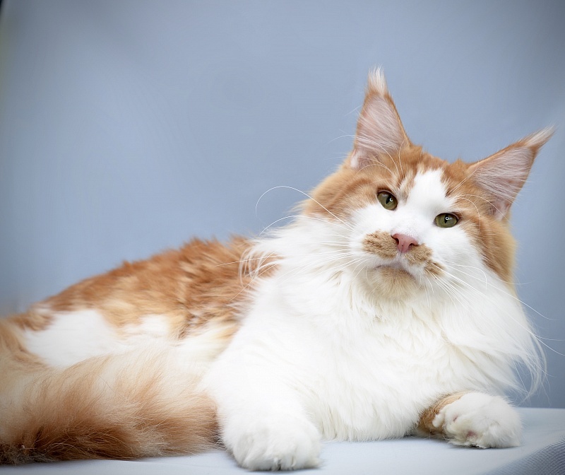 Delaware Great Lion - Взрослый мейн-кун 11 месяцев 3 недели