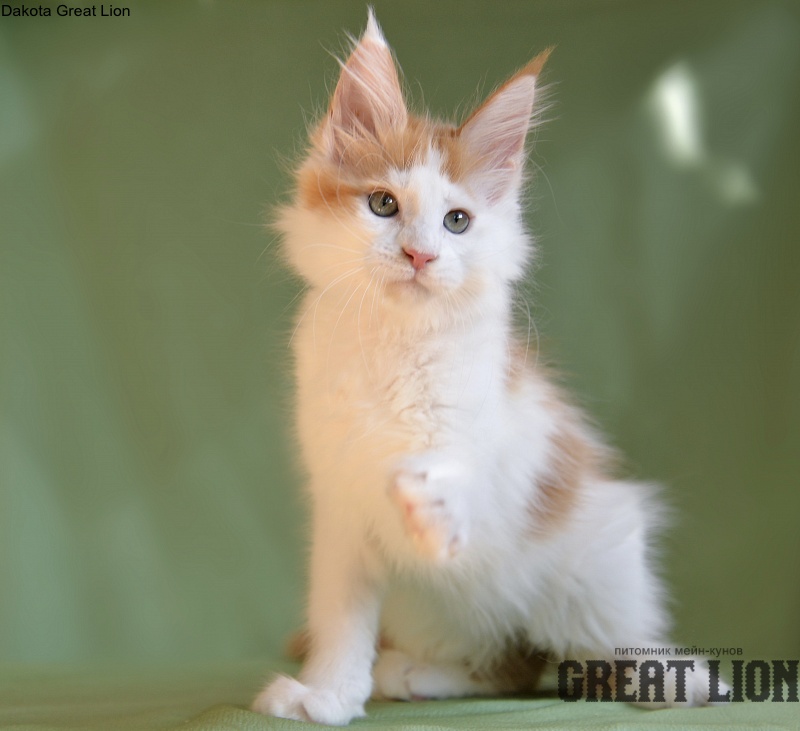 Dakota Great Lion - Kitten maine-coon 2 months 1.5 week