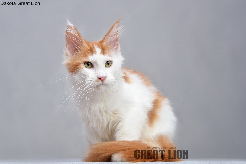 Dakota Great Lion - Kitten maine-coon 3 months 2.5 weeks