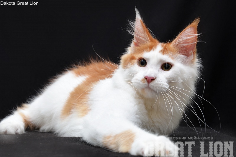 Dakota Great Lion - Kitten maine-coon 4 months 3 weeks