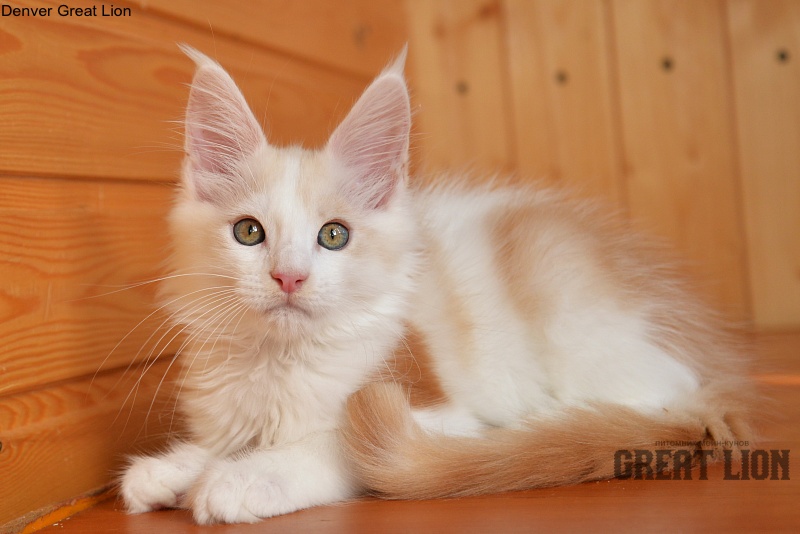 Denver Great Lion - Kitten maine-coon 2 months 1 week