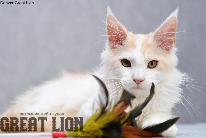 Denver Great Lion - Kitten maine-coon 3 months 2.5 weeks