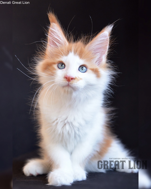 Denali Great Lion - maine-coon