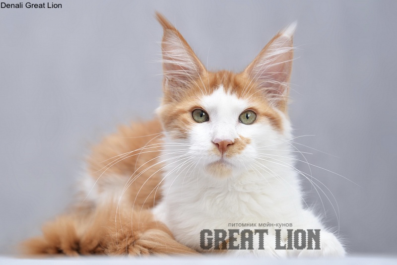 Denali Great Lion - Kitten maine-coon 3 months 2.5 weeks