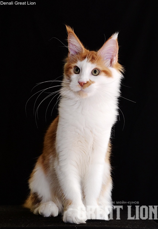 Denali Great Lion - Kitten maine-coon 4 months 3 weeks