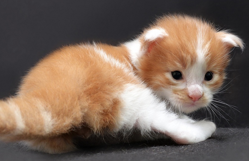 Extreme Great Lion - Kitten maine-coon 2 weeks
