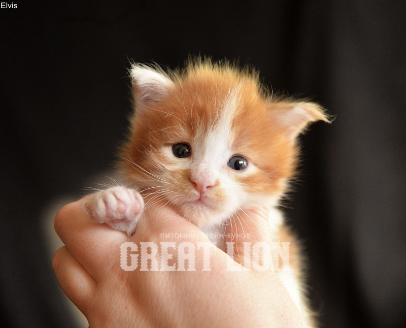 Extreme Great Lion - Kitten maine-coon 3 weeks
