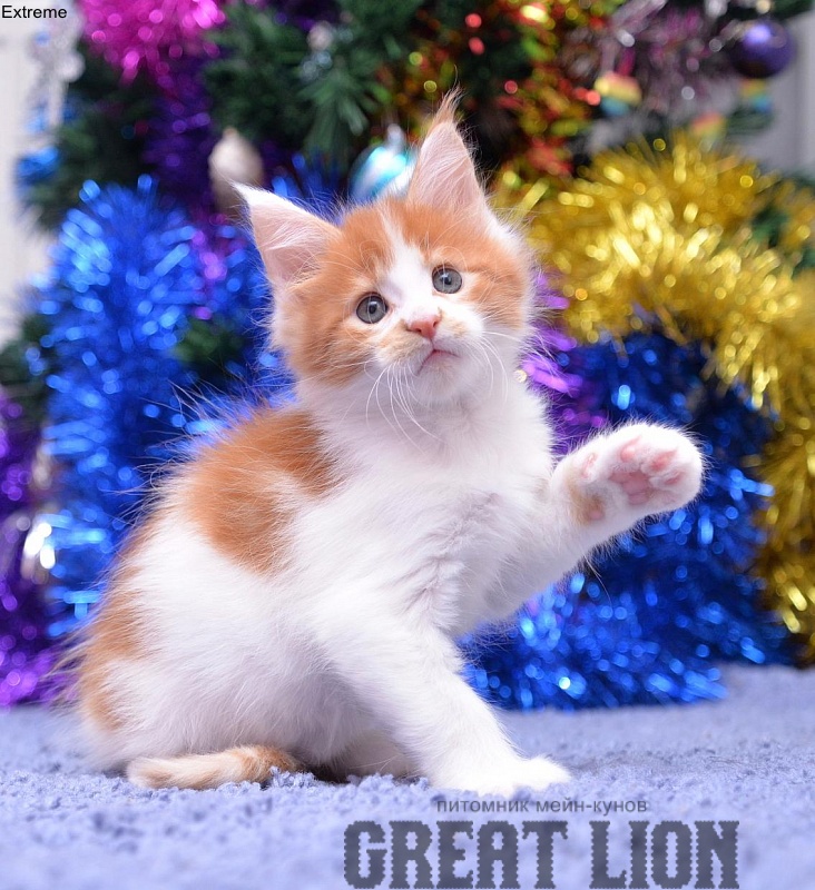 Extreme Great Lion - maine-coon