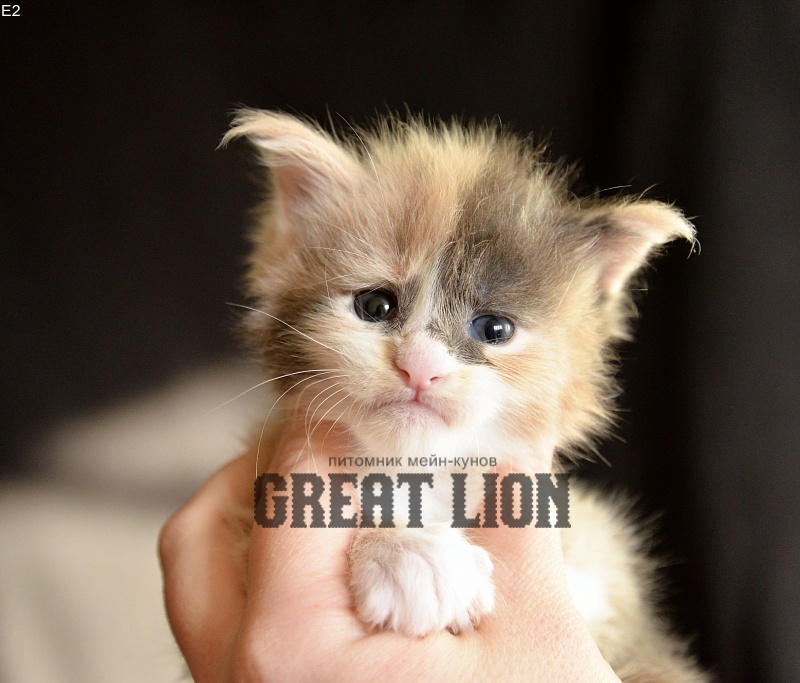 Exotic Great Lion - Kitten maine-coon 3 weeks