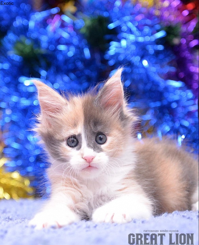 Exotic Great Lion - maine-coon