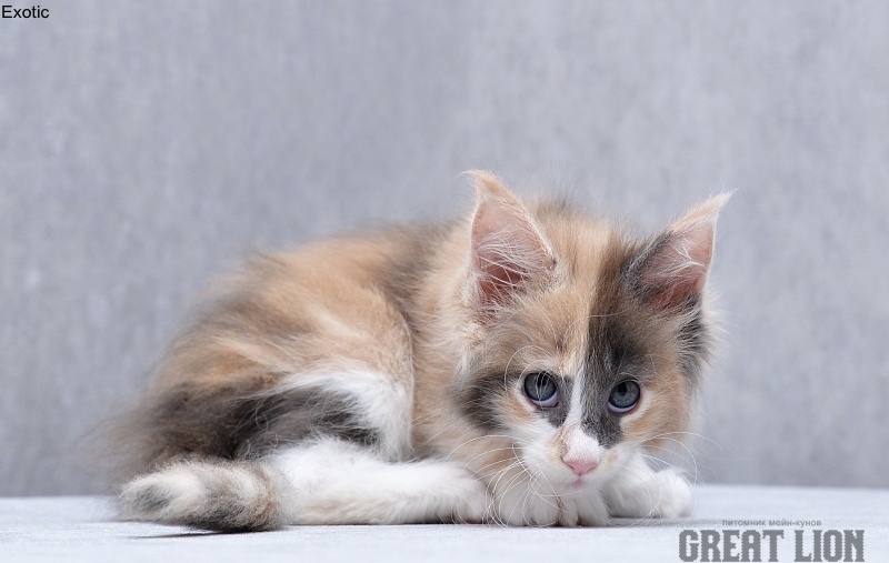 Exotic Great Lion - Kitten maine-coon 1 month 3 weeks