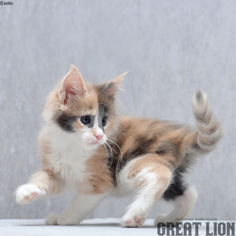 Exotic Great Lion - Kitten maine-coon 1 month 3 weeks