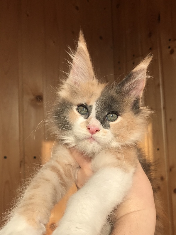 Exotic Great Lion - maine-coon