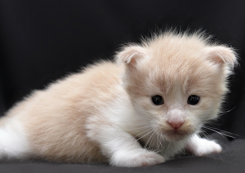 Euphoria Great Lion - Kitten maine-coon 2 weeks