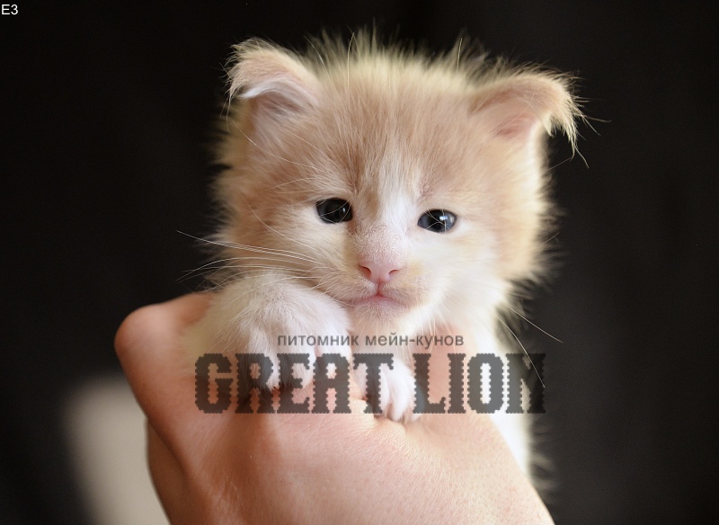 Euphoria Great Lion - Kitten maine-coon 3 weeks