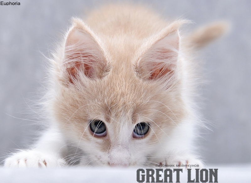 Euphoria Great Lion - Kitten maine-coon 1 month 3 weeks