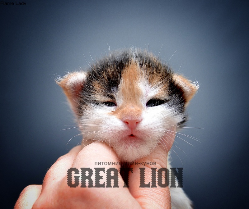 Flame Lady Great Lion - Kitten maine-coon 0.5 weeks