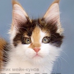 Flame Lady Great Lion