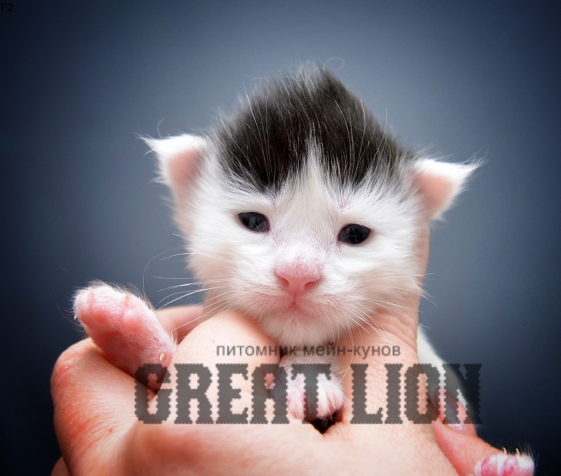 Franc Great Lion - Kitten maine-coon 0.5 weeks